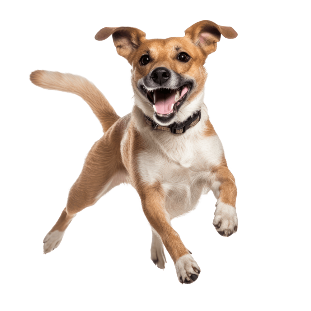 produits pour chiens
